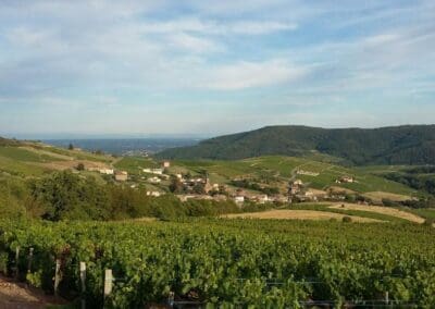 Vue des vignes du Domaine de la Fée-Licité