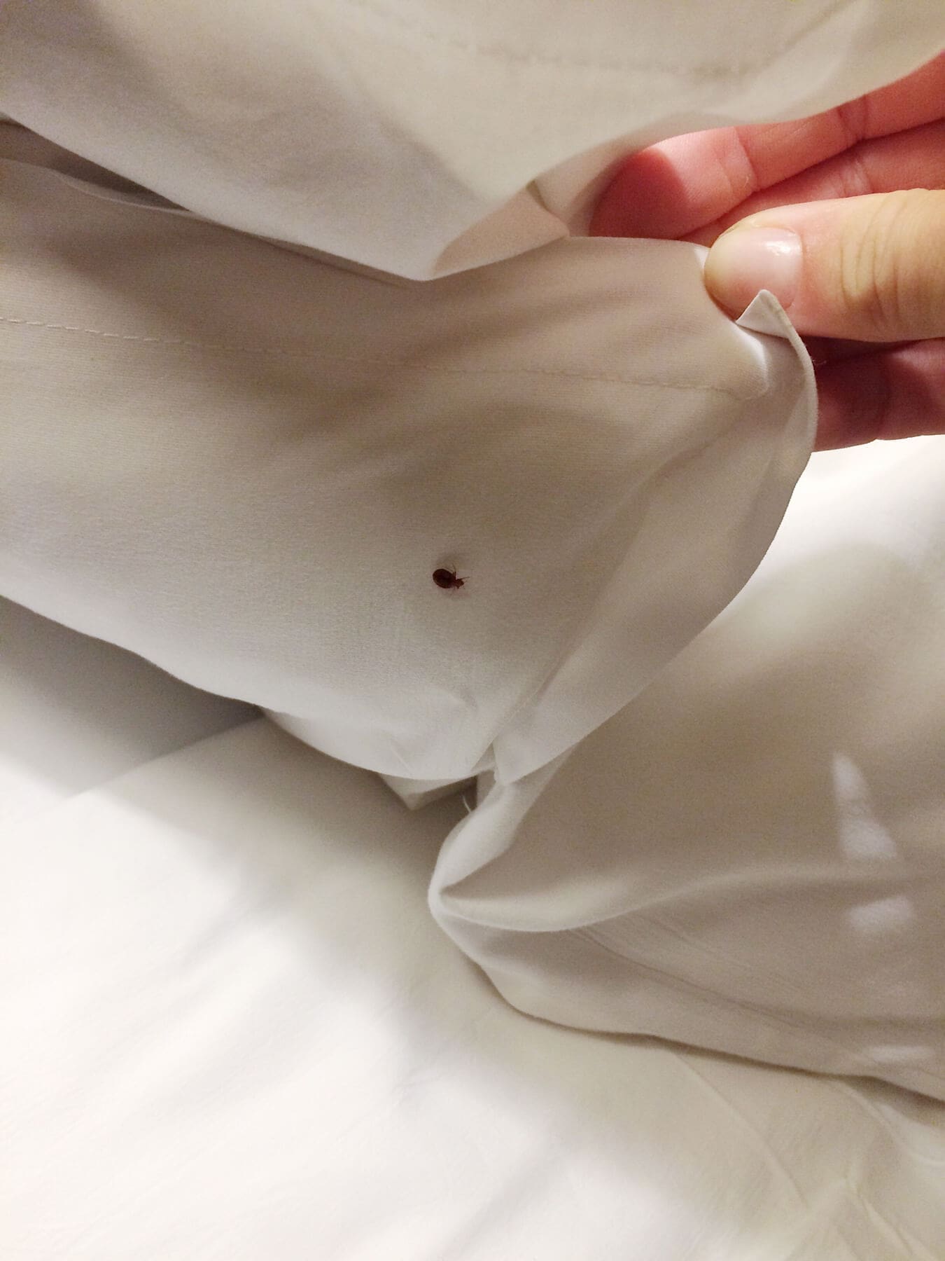 Punaise-de-lit-draps-tiny